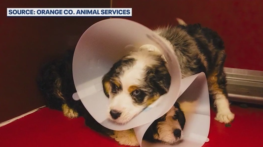 3 puppies rescued from hot car at Disney Springs